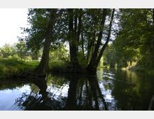 Ein ruhiger Fluss mit klarem Wasser, umgeben von Bäumen, die am Ufer stehen und teilweise ins Wasser ragen. Im Hintergrund sind dichtes Grün, ein Steg und einige schwimmende Enten zu sehen.