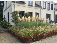 Helles, modernes Wohngebäude mit weißen Wänden und schwarzen Fenstern, umgeben von dekorativen Pflanzen, darunter Pampasgras und Ziergräser, die in einem gepflegten Kiesweg eingebettet sind. Die Terrasse im Hintergrund ist mit Sitzmöbeln ausgestattet.