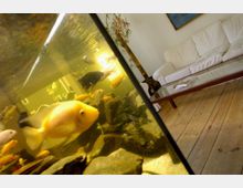 Ein Wohnzimmer mit Holzdielenboden, einer weißen Couch und einem Glastisch; im Vordergrund ein großes Aquarium mit gelben und schwarzen Fischen sowie Steinen.