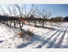 Obstplantage mit kahlen Bäumen im Winter, bedeckt von einer Schneeschicht. Die Baumreihen erstrecken sich parallel über die schneebedeckte Landschaft unter klarem Himmel.
