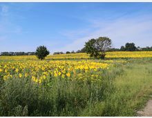 Ein großes Sonnenblumenfeld unter blauem Himmel, durchzogen von einer schmalen, grasbewachsenen Fläche. Vereinzelte Bäume stehen in der Landschaft, und im Hintergrund sind weitere Felder und eine Baumreihe zu sehen.