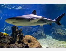 Ein Hai schwimmt in einem großen Aquarium mit klarem, blauem Wasser, umgeben von Korallen, Felsen und sandigem Boden im Hintergrund.