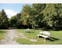 Ein Weg mit vereinzelten Grasbüscheln führt durch einen Park mit hohen, dicht belaubten Bäumen. Rechts neben dem Weg stehen zwei Holzbänke auf einer Wiese.