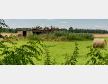 Eine ländliche Landschaft mit einer grünen Wiese, einem Heuballen auf der rechten Seite und einer überwucherten, rostigen Scheune im Hintergrund. Im Hintergrund erstrecken sich Getreidefelder und eine Baumreihe unter einem blauen Himmel mit wenigen Wolken.