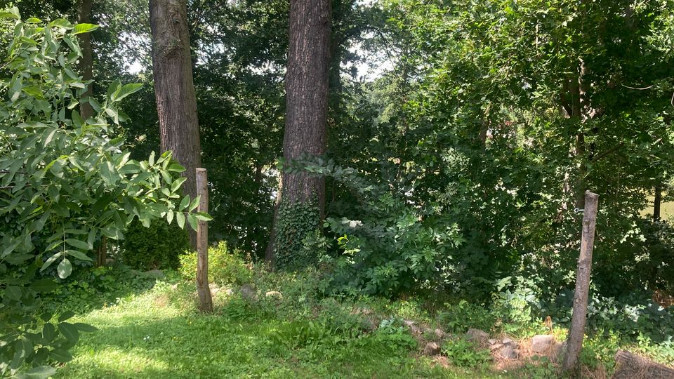 Grüne Wiesenfläche am Rand eines dichten Laubwaldes mit hohen Baumstämmen und dichtem Unterholz. Im Vordergrund stehen mehrere einfache Holzpfosten, die eine niedrige Abgrenzung markieren.