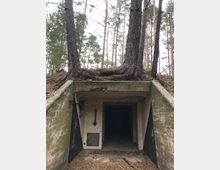 Betonbunker-Eingang in einem Wald, teilweise mit Moos und Schmutz bedeckt; darüber wachsen zwei große Bäume mit sichtbaren Wurzeln. Die Umgebung ist von hohen Kiefern umgeben.