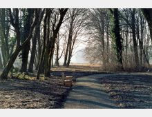 Ein ruhiger Waldweg mit kahlen Bäumen, die spärlich belaubt sind. Rechts neben dem Weg steht eine einfache Holzbank, während im Hintergrund ein offenes Feld und leichter Nebel sichtbar sind.