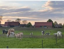 Weide mit Kühen und Kälbern im Vordergrund, dahinter Bauernhäuser mit roten Ziegeldächern und Bäumen in einer ländlichen Landschaft bei Sonnenuntergang.
