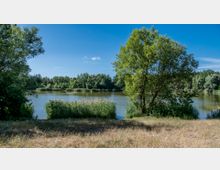 Eine natürliche Landschaft mit einem ruhigen See, umgeben von dicht bewachsenen Ufern und vielen Bäumen. Im Vordergrund befinden sich Gräser und ein einzelner großer Baum, während der blaue Himmel die Szene abrundet.