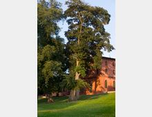 Backsteinbau im klassischen Stil mit großen Rundbogenfenstern, umgeben von hohen Bäumen und einer gepflegten Wiese bei Sonnenlicht. Die Szene vermittelt eine ruhige, parkähnliche Umgebung.