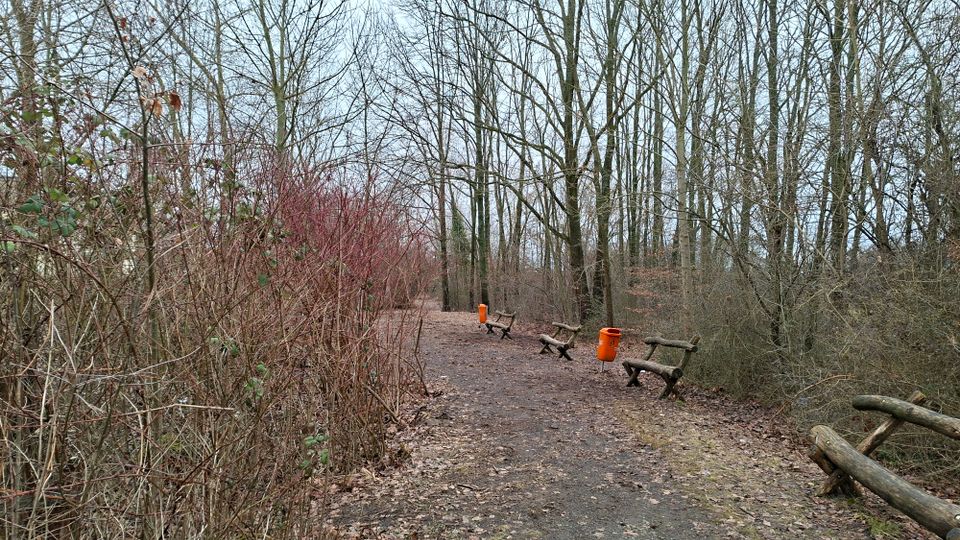 Waldweg in einem laubfreien Mischwald mit dichtem Unterholz, gesäumt von rustikalen Holzbänken und mehreren orangefarbenen Abfalleimern. Der unbefestigte Pfad verläuft geradeaus durch die Bäume.