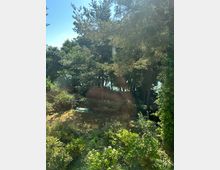 Blick in einen bewaldeten Gartenbereich mit hohen Kiefern und dichtem Unterholz; im Vordergrund wachsen Sträucher mit Blüten. Zwischen den Bäumen ist eine kleine offene Wiese zu sehen, im Hintergrund schimmert Wasser durch das Laub.