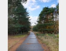 Ein schmaler, asphaltierter Weg führt durch einen Wald mit hohen Kiefern und niedrigem Gras an den Seiten. Der Himmel ist teils bewölkt und vereinzelt scheint blauer Himmel durch.