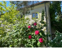 Beige Haus mit einem kleinen Fenster, umgeben von üppigem Grün und blühenden Sträuchern, darunter leuchtend pinke Rosen. Im Hintergrund ragen Bäume in den sonnigen, blauen Himmel.