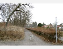 Ein schmaler, unbefestigter Weg führt durch eine winterliche Landschaft mit kahlen Bäumen und Sträuchern. Rechts des Weges sind niedrige Hecken und dahinter Wohnhäuser mit roten Dächern zu sehen; links stehen Büsche mit weißen Blüten.