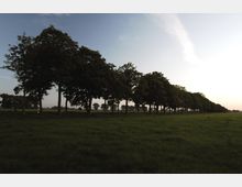 Reihe von dicht bewachsenen Bäumen entlang einer Straße in einer offenen, grasbewachsenen Landschaft bei Abenddämmerung, mit leicht bewölktem Himmel im Hintergrund.