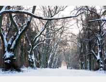 Schneebedeckter Waldweg, gesäumt von kahlen, dickstämmigen Bäumen mit weit ausladenden Ästen, die ebenfalls mit Schnee bedeckt sind. Im Hintergrund ist ein dichter Wald zu sehen, der Weg führt in die Tiefe des Waldes.