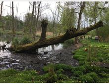 Ein Teich in einer natürlichen Umgebung mit einem umgestürzten Baum, der sich teilweise über das Wasser erstreckt. Im Vordergrund sind grüne Wiesen mit Hühnern zu sehen, während im Hintergrund weitere Bäume und eine kleine Zaunanlage stehen.