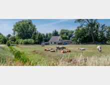 Eine ländliche Weide mit mehreren Kühen, die auf dem Gras liegen oder stehen, im Vordergrund hohes Gras und ein Graben. Im Hintergrund steht ein einzelnes Wohnhaus mit Schuppen, umgeben von Bäumen.