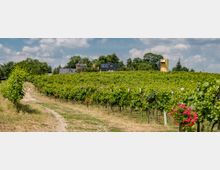 Weinberg mit gepflegten Rebzeilen, die sich links und rechts eines unbefestigten Weges erstrecken, im Hintergrund mehrere Gebäude und Bäume unter einem teilweise bewölkten Himmel.