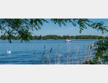 Ein See mit einem kleinen weißen Motorboot in der Mitte und einem Schwan im Vordergrund. Umgeben von Schilfgräsern und Bäumen, die teilweise ins Bild ragen, ist im Hintergrund dicht bewaldete Landschaft zu sehen.
