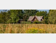 Traditionelles Landhaus mit Reetdach, umgeben von Bäumen und einer blühenden Wiese mit gelben und grünen Pflanzen; im Hintergrund dichter Wald.
