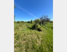 Weite Wiesenlandschaft mit vereinzelten Bäumen und einem kleinen Holzzaun, der leicht beschädigt ist. Der Himmel ist klar und blau, und im Hintergrund sind dichte Sträucher erkennbar.
