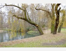 Parklandschaft mit einem kleinen Teich, umgeben von kahlen Bäumen, darunter eine Weide mit hängenden Zweigen. Der Boden ist mit Laub bedeckt, und das Gras am Ufer des Teichs ist leicht von Herbstfarben durchzogen.