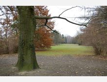 Weitläufiger Park im Herbst mit einer großen Wiese, kahlen Bäumen und vereinzelten rotbraunen Blättern. Im Vordergrund steht ein dicker Baumstamm, dessen Äste nach rechts ragen.