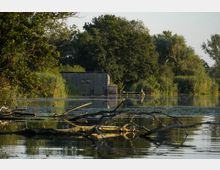 Ein ruhiger See mit mehreren Baumästen im Wasser, umgeben von dichten Schilf- und Baumgruppen. Im Hintergrund steht eine kleine hölzerne Hütte am Ufer.