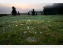 Wiese bei Nebel im Morgengrauen mit mehreren kleinen, sichtbar mit Tau bedeckten Spinnennetzen. Im Hintergrund sind einzelne Nadelbäume sowie ein bewaldeter Randbereich erkennbar, während der Himmel in sanften Pastelltönen leuchtet.