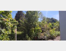 Ein Garten mit dichtem Grün, bestehend aus Büschen und Bäumen, teils von Sonnenlicht durchflutet. Im Vordergrund steht eine schlichte Außenleuchte, und am linken Bildrand ist ein Maschendrahtzaun zu erkennen; rechts befindet sich eine weiße Gebäudewand.