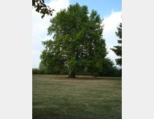 Große grüne Wiese mit einem zentralen, ausladenden Laubbaum. Im Hintergrund sind weitere Bäume und ein leicht bewölkter Himmel sichtbar.