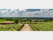 Weinberglandschaft mit einem Weg in der Mitte, gesäumt von Reihen grüner Weinreben. Im Hintergrund eine kleine Siedlung mit Häusern sowie ein rotes Gebäude auf der linken Seite, davor wehen mehrere Fahnen.