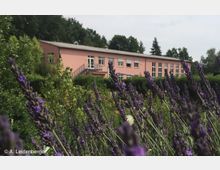Flaches, rosa Gebäude mit großen Fenstern, umgeben von dichter Vegetation und Bäumen im Hintergrund, mit einem Vordergrund aus blühendem Lavendel.