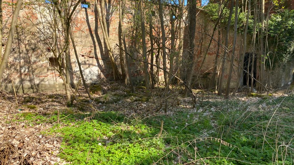 Überwucherter Innenhof einer verfallenen Backsteinruine mit hohen Mauerresten und kleinen Öffnungen. Vor der Mauer stehen zahlreiche dünne Bäume und Sträucher, der Boden ist mit Laub und grünem Bewuchs bedeckt.