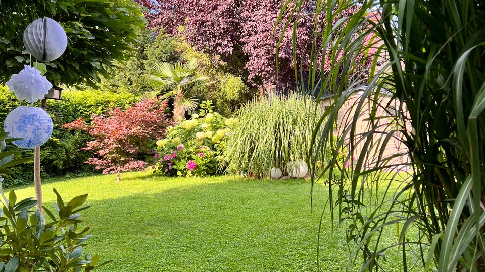 Gepflegter Garten mit großer Rasenfläche, umgeben von dichtem, abwechslungsreichem Bewuchs aus Bäumen, Sträuchern und Ziergräsern. Links stehen drei runde Papierlaternen an einem Pfosten, im Hintergrund ragen ein dunkelroter Baum und blühende Hortensien vor blauem Himmel mit Wolken auf.