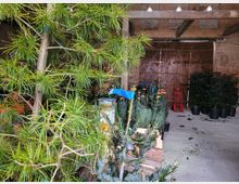 Innenansicht eines Lagerraums mit einer offenen Holzdecke und Ziegelwänden. Im Vordergrund stehen Nadelbäume, teils im Topf, teils mit Wurzelballen, während im Hintergrund ein großes Holztor und weitere aufgereihte Bäume sichtbar sind.