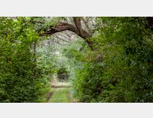 Ein schmaler, grasbewachsener Weg führt durch dichte, grüne Vegetation mit Bäumen und Sträuchern, die den Weg umrahmen. Im Hintergrund steht ein Drahtzaun mit einem verschlossenen Tor.