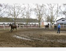Eine Person führt ein Pferd an einer Longe auf einem Reitplatz mit matschigem Boden. Im Hintergrund stehen weitere Pferde in einem eingezäunten Bereich, daneben befinden sich Gebäude im ländlichen Stil mit Fachwerkelementen und kahlen Bäumen.