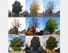 Collage von neun Bildern eines kleinen Platzes mit einem zentralen Baum, der im Wechsel der Jahreszeiten dargestellt wird. Umgeben ist der Platz von historischen Gebäuden mit pastellfarbenen Fassaden.