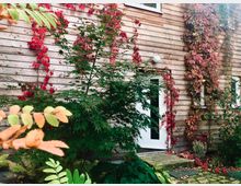 Holzfassade eines Hauses mit einer weißen Tür, umgeben von Kletterpflanzen mit roten Blättern und grünen Sträuchern. Im Vordergrund befinden sich Pflanzen mit Herbstlaub und ein gepflasterter Eingangsbereich.