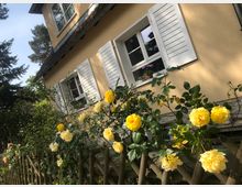 Gelbes Wohnhaus mit weißen Fensterläden, umgeben von einem Gartenzaun aus Holz. Vor dem Haus blühen gelbe Rosen, und hinter dem Zaun sind grüne Büsche und Bäume zu sehen.