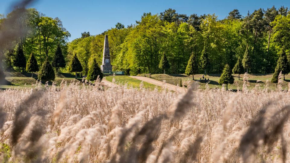 Wide park landscape with tall reed grasses in the foreground, a gently sloping lawn lined with conical evergreen trees, and a narrow path leading to a stone obelisk monument. Dense green woodland forms the backdrop under a clear blue sky.