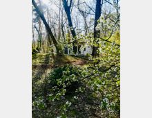 Eine kleine Hütte steht inmitten eines lichten Waldes mit blühenden Bäumen und Frühlingsvegetation im Vordergrund. Sonnenlicht strömt durch die kahlen Äste, während weiße Blüten und grünes Laub den Boden und die Szenerie beleben.