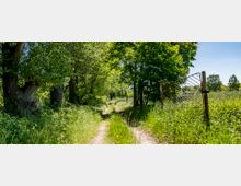 Ein schmaler, unbefestigter Weg führt durch eine grüne Landschaft mit hohen Bäumen auf der linken Seite und einem offenen Metalltor rechts, umgeben von hohen Gräsern. Die Szene liegt in einer ländlichen Umgebung unter klarem, blauem Himmel.