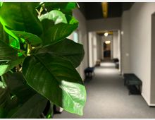 Nahaufnahme von grünen Pflanzenblättern im Vordergrund, mit einem schmalen, beleuchteten Flur im Hintergrund, der durch helle Wände und dunklen Teppichboden definiert ist. Entlang des Flurs stehen Bänke und warme Beleuchtung ist sichtbar.