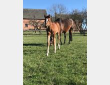 Ein Fohlen und eine Stute stehen auf einer grünen Weide vor einem Hintergrund mit kahlen Bäumen und einem roten Backsteingebäude. Der Himmel ist klar und blau.