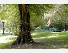 Parklandschaft mit großen Bäumen, grünem Rasen und einer Bank am rechten Bildrand. Im Hintergrund dichter Baumbestand und schattige Bereiche.