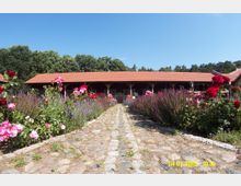 Ein gepflasterter Weg führt durch einen Garten mit blühenden Rosen und Lavendel zu einem langgestreckten Gebäude mit rotem Ziegeldach und Holzsäulen. Im Hintergrund sind dichte Bäume unter klarem blauem Himmel zu sehen.